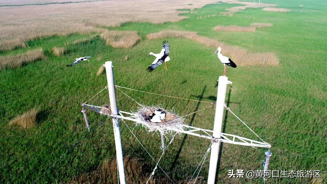 【黄河口生态旅游区】新晋百强 华东第一!