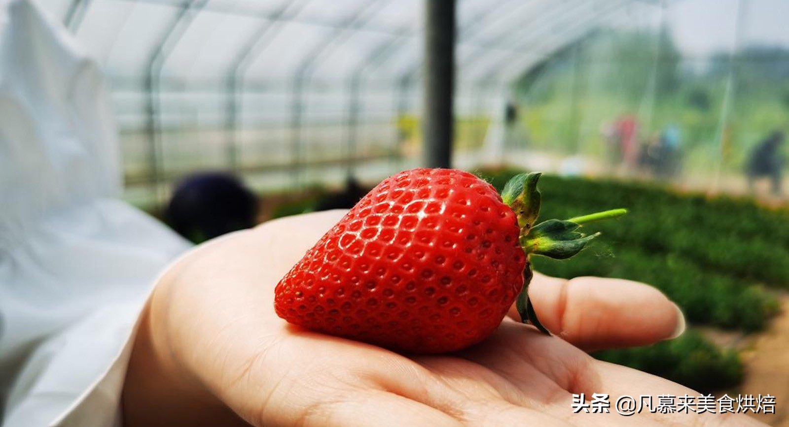 24种常见草莓品种，中国20大草莓产地？哪里的草莓最好吃？