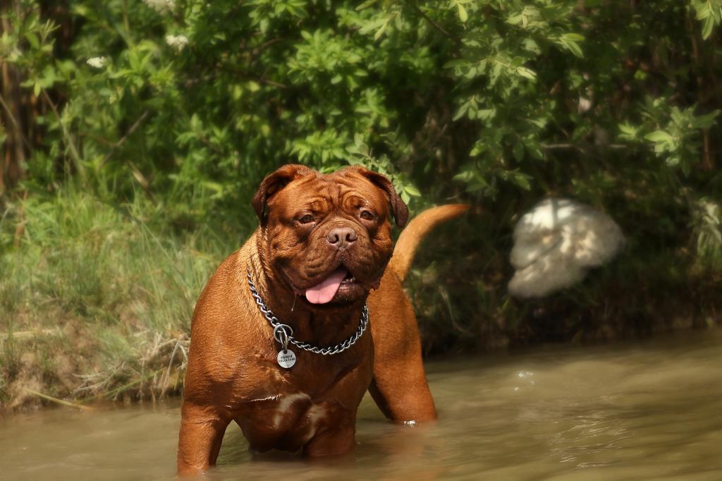 鬼獒价格(世上最凶猛的十大恶犬，藏獒在里面只能算小弟)