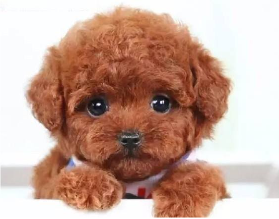 泰迪犬的這些美容步驟，主人掌握后能保持它的美容<strong></strong>魅力