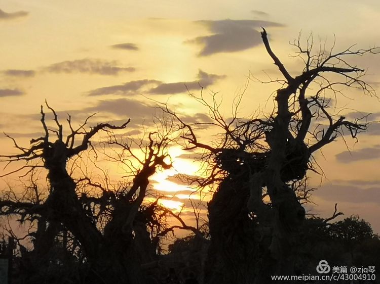2019西北行｜胡杨：生而千年不死，死而千年不倒，倒而千年不朽