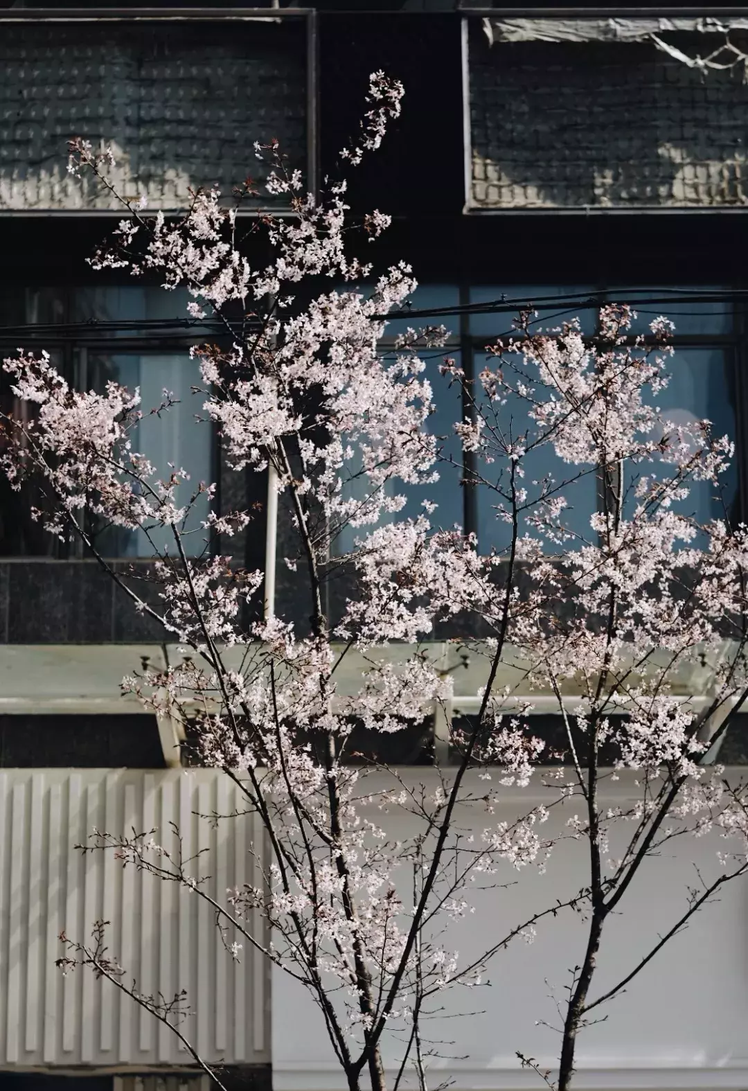 林清玄：一朝春尽红颜老