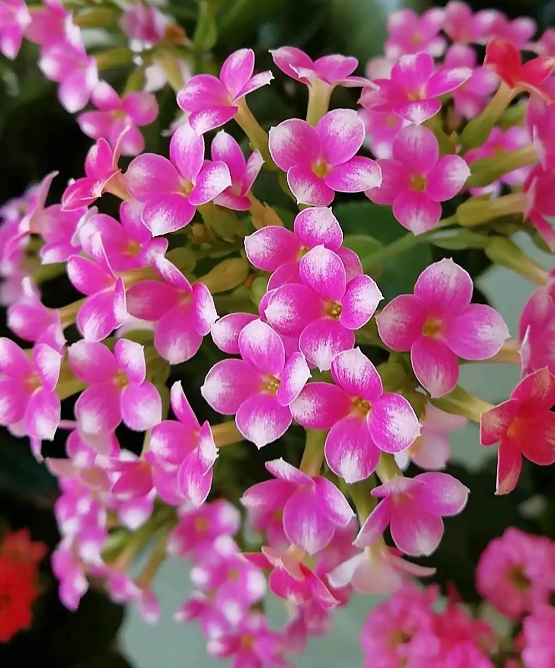 玫红单25.珍珠粉23.海伦21.紫单▲图片来自花友阳光云朵19.