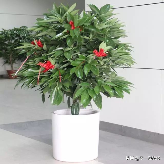 朋友搬家送什么植物寓意好（搬家送什么植物比较好）
