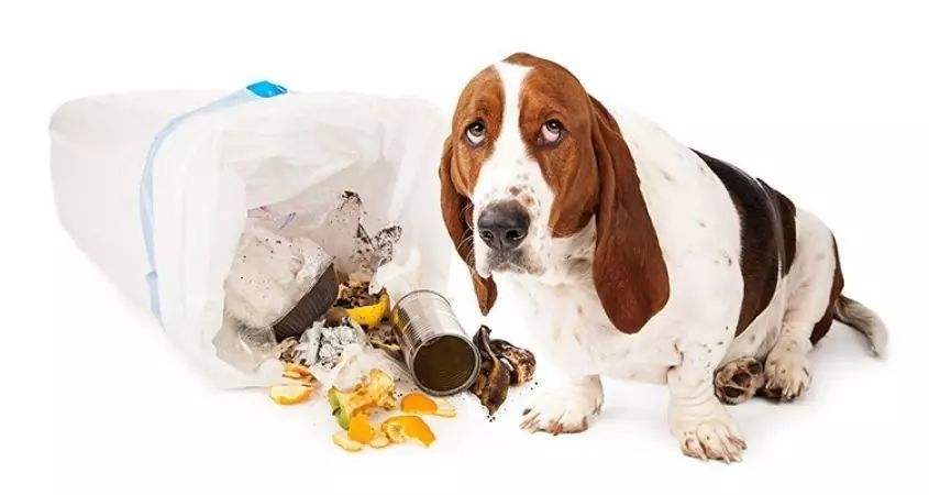 狗狗爱翻垃圾桶，你的方法用对了吗？
