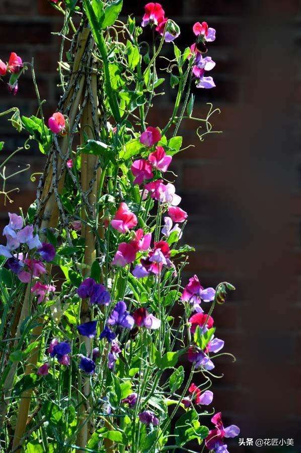 38种爬藤植物，有地有闲的一定要养几种，开花就成了花墙或花瀑布