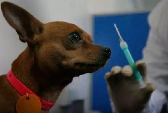 狗狗拉稀可以打疫苗吗（这4个情况下千万不要接种疫苗）
