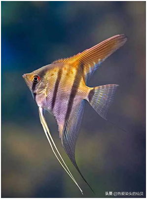 神仙鱼:我是水中燕子,养我需要有耐心