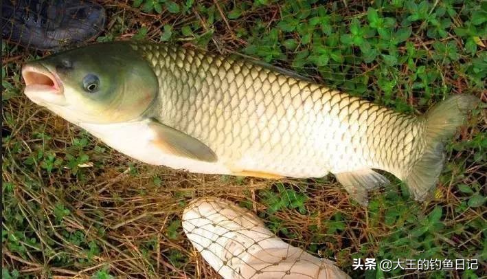 夏季河流野钓草鱼——海竿串钩篇！新钓友们可以参考一下