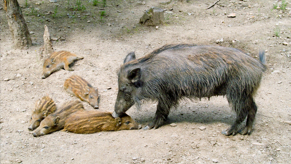 安徽金寨批捕野猪,猎捕为啥不是越多越好?