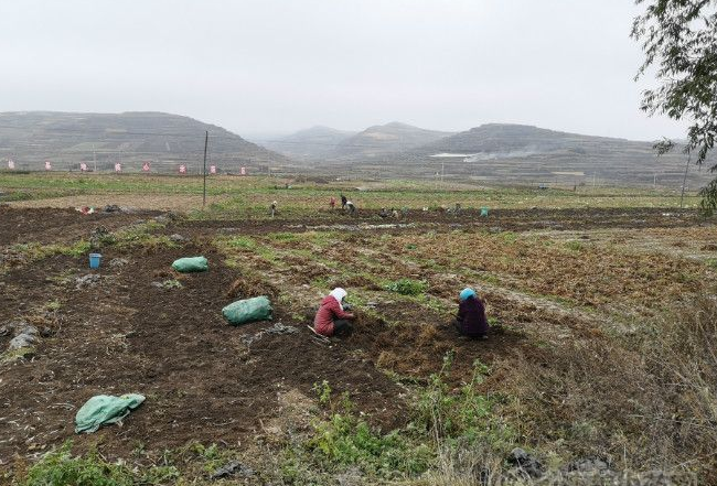 产地快讯：虎杖、百部、黄柏、地骨皮、茵陈、骨碎补贡菊...2.19