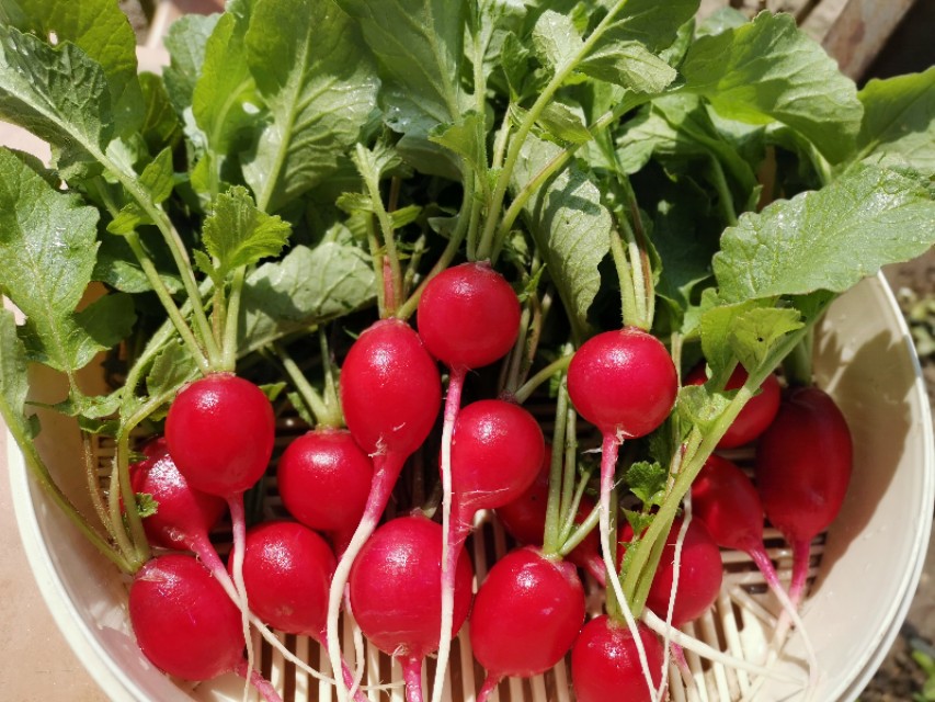 "樱桃萝卜",清香爽口,消食化痰,是春天最解腻的清口小菜