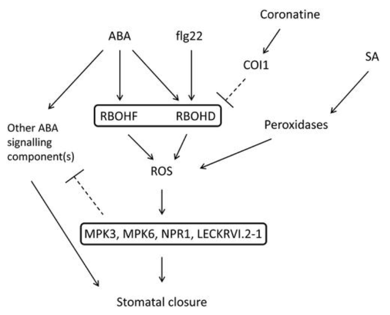 文章解读：“背靠背”南京农大谢彦杰同时解析硫化氢参与ABA信号