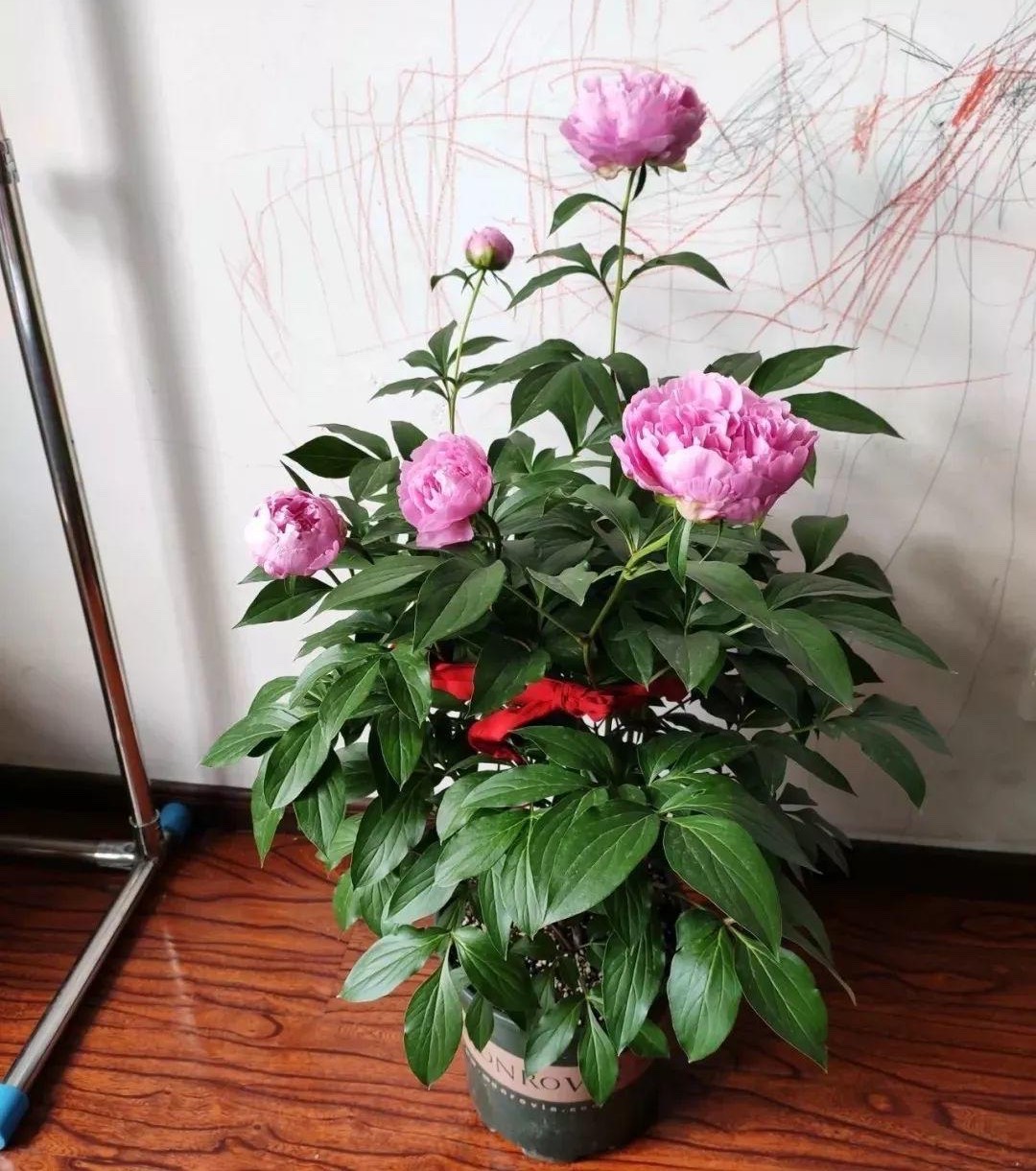 芍藥花圖片,芍藥花圖片大全大圖