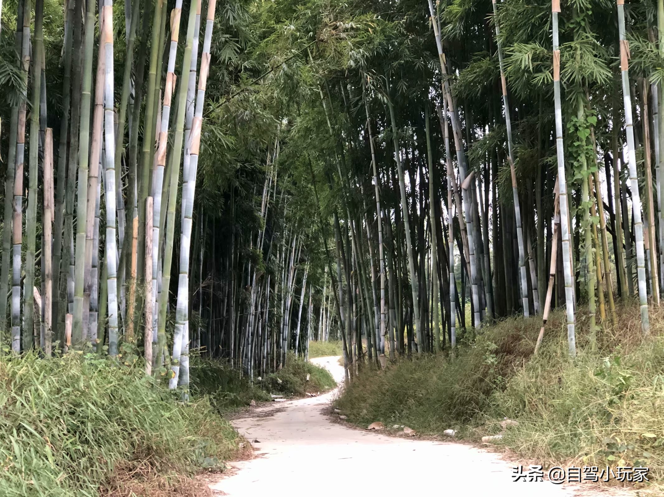 藏在惠州的一个免费“野温泉”，纯天然零污染，连婴儿都可以泡