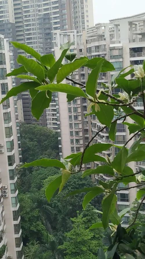 “分四季”被你宠幸白兰花，洁白无瑕淡雅清香令人心旷神怡