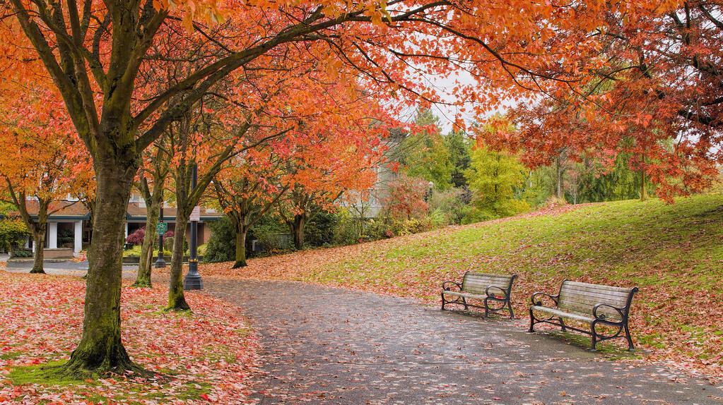 时光安暖,岁月静好,三首关于落叶的古诗值得一读再读