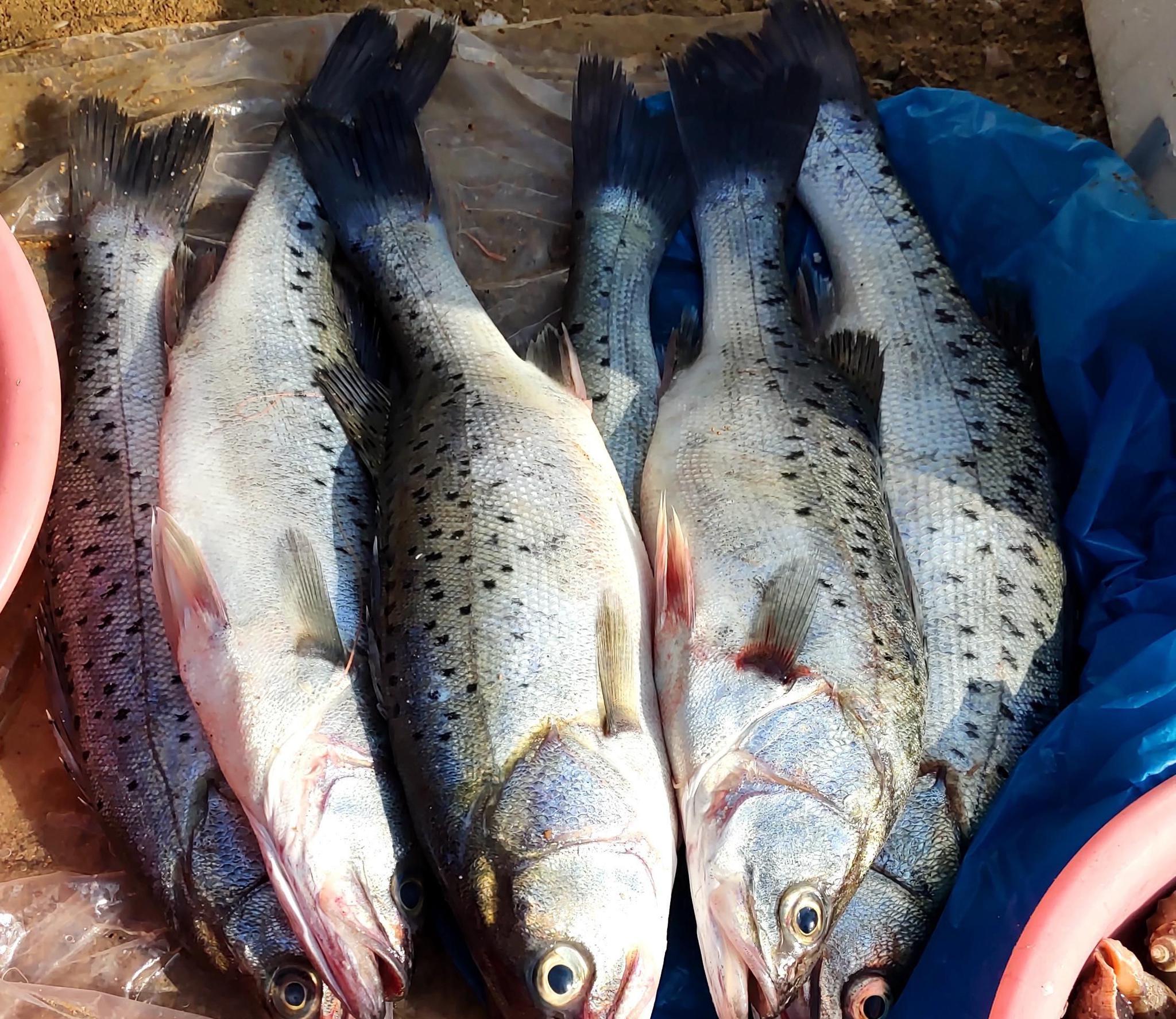 国庆节将至,分享3种鲈鱼的做法,简单易学,招待客人很受欢迎 - 餐饮