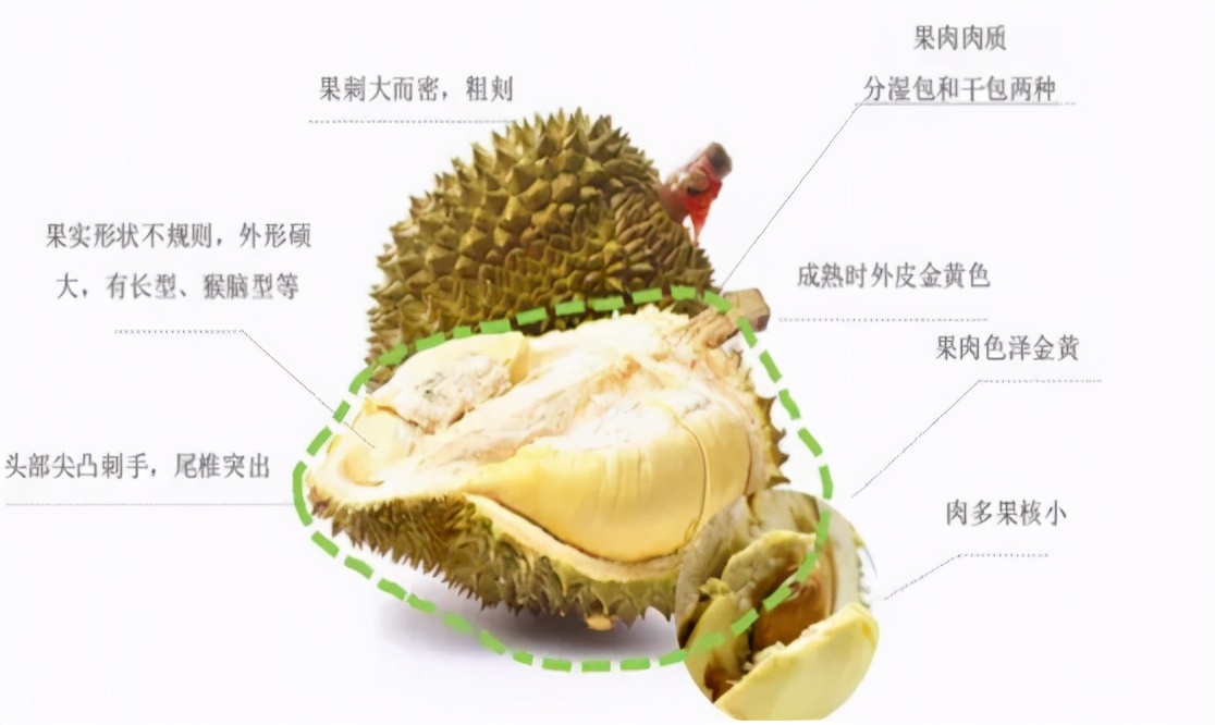 如何挑选榴莲以及榴莲的常见问题解答