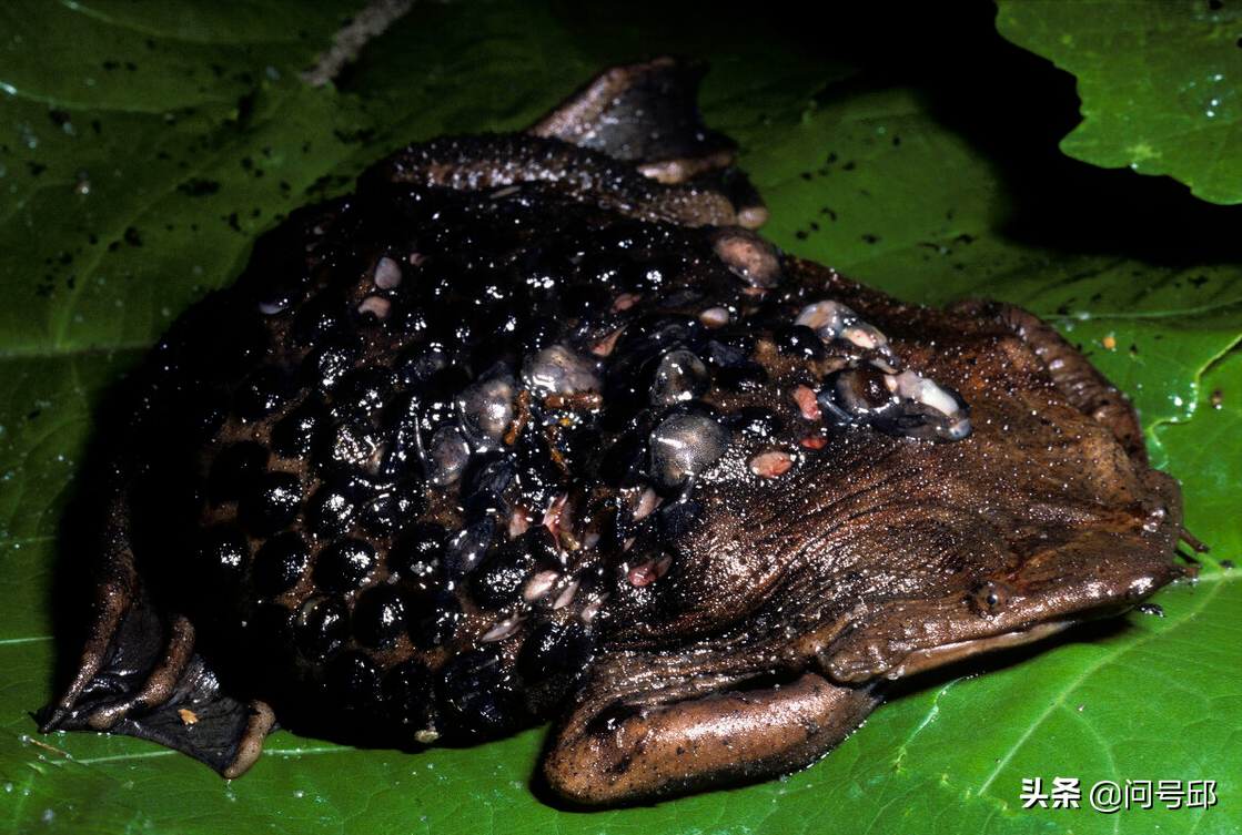 苏里南蟾蜍超大尺寸的青蛙世界上最大的青蛙是西非的巨蛙,可以长到15