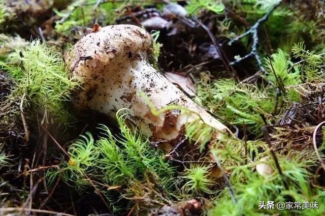 全球十大最名贵食用野生蘑菇：从松露到鸡枞的珍稀菌类榜单