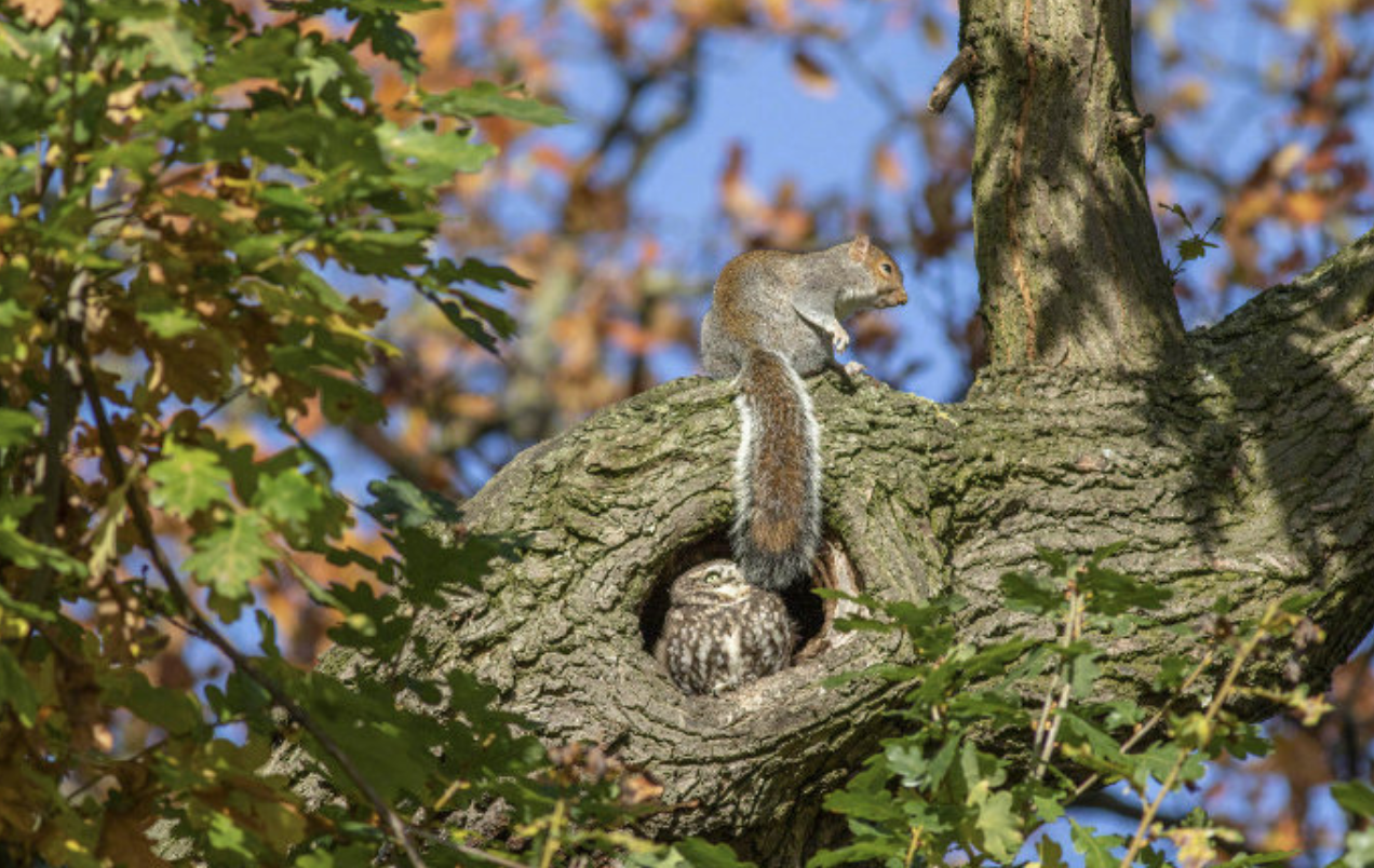 猫头鹰从不自己筑巢，都是抢，为什么？战斗力爆表，是鹰的天花板