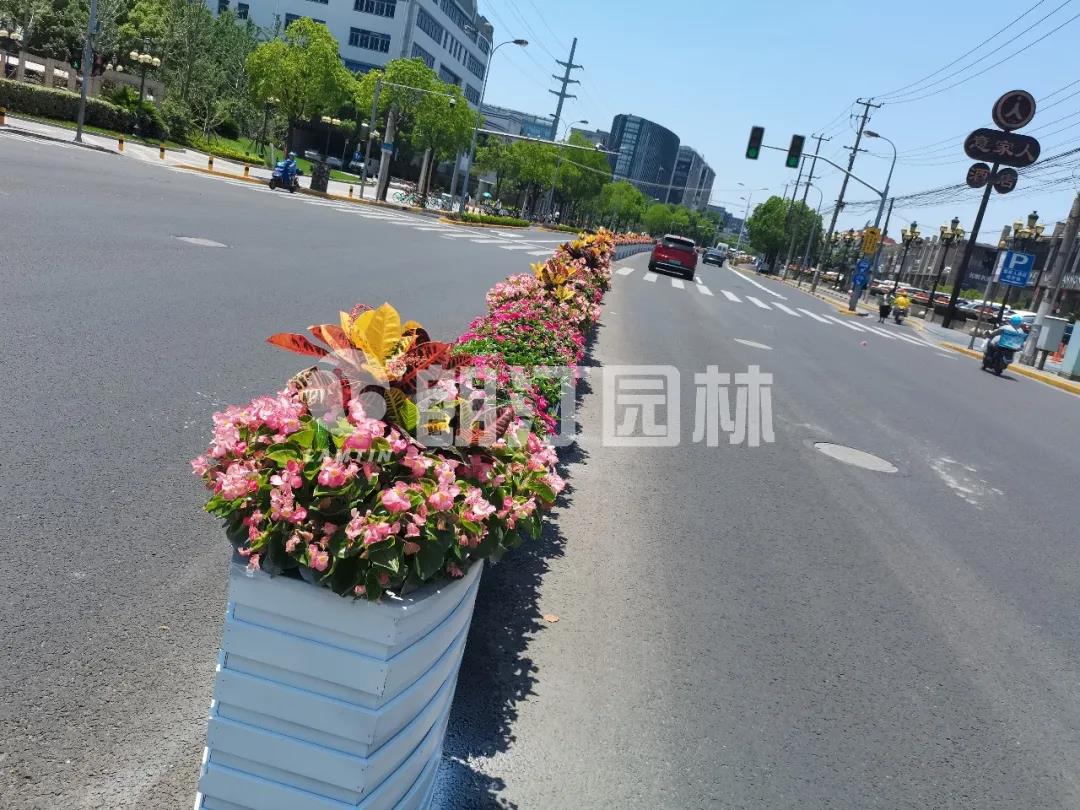 上海普陀区上新这么漂亮的道路，自驾感觉还不错