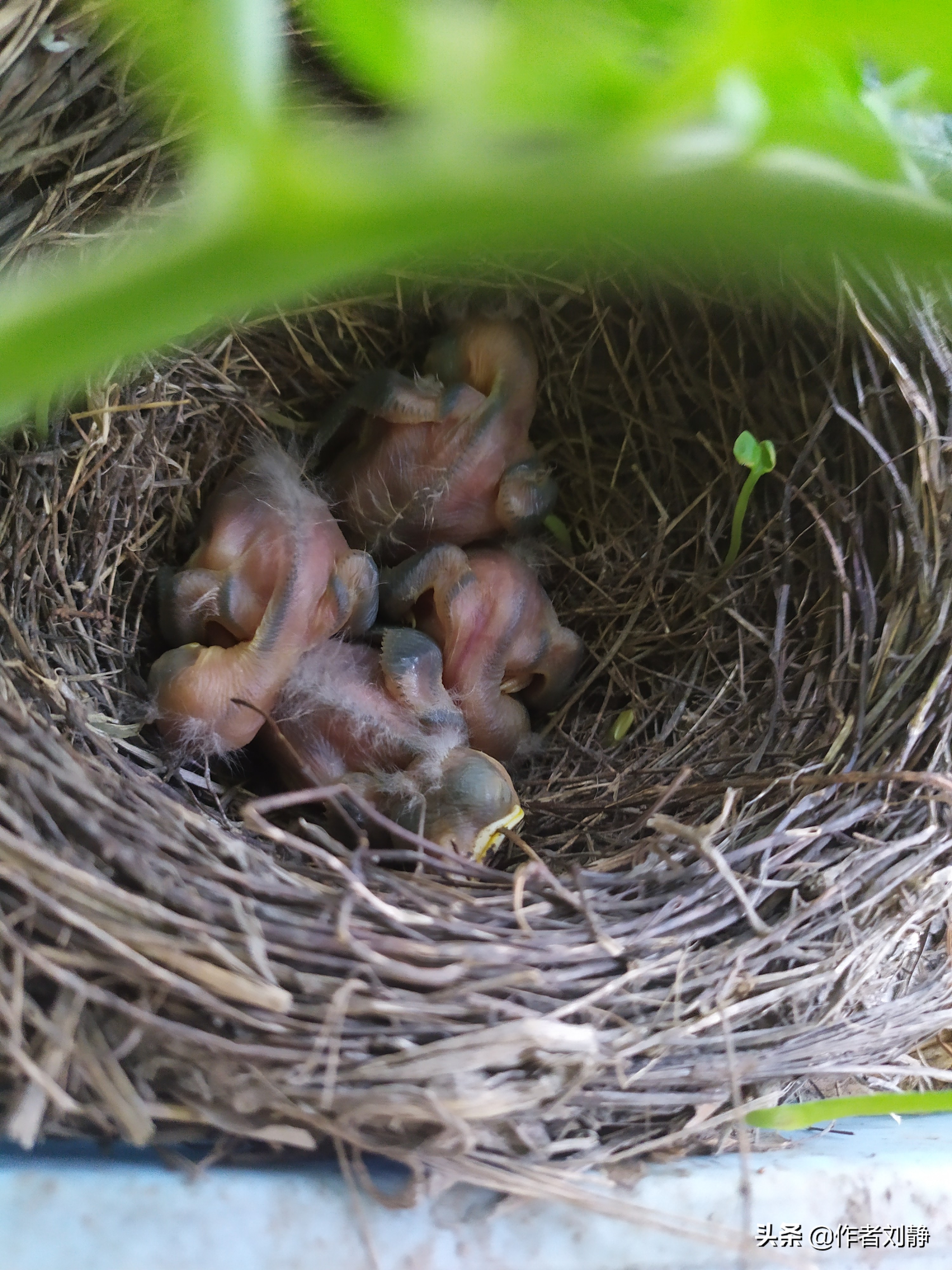 乌鸫鸟来我家筑巢育仔的故事(日记)
