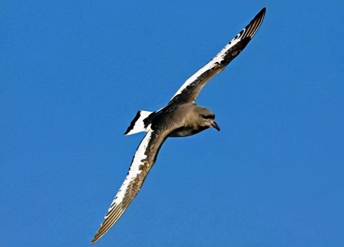 鹱怎么读？鹱的读音和意思