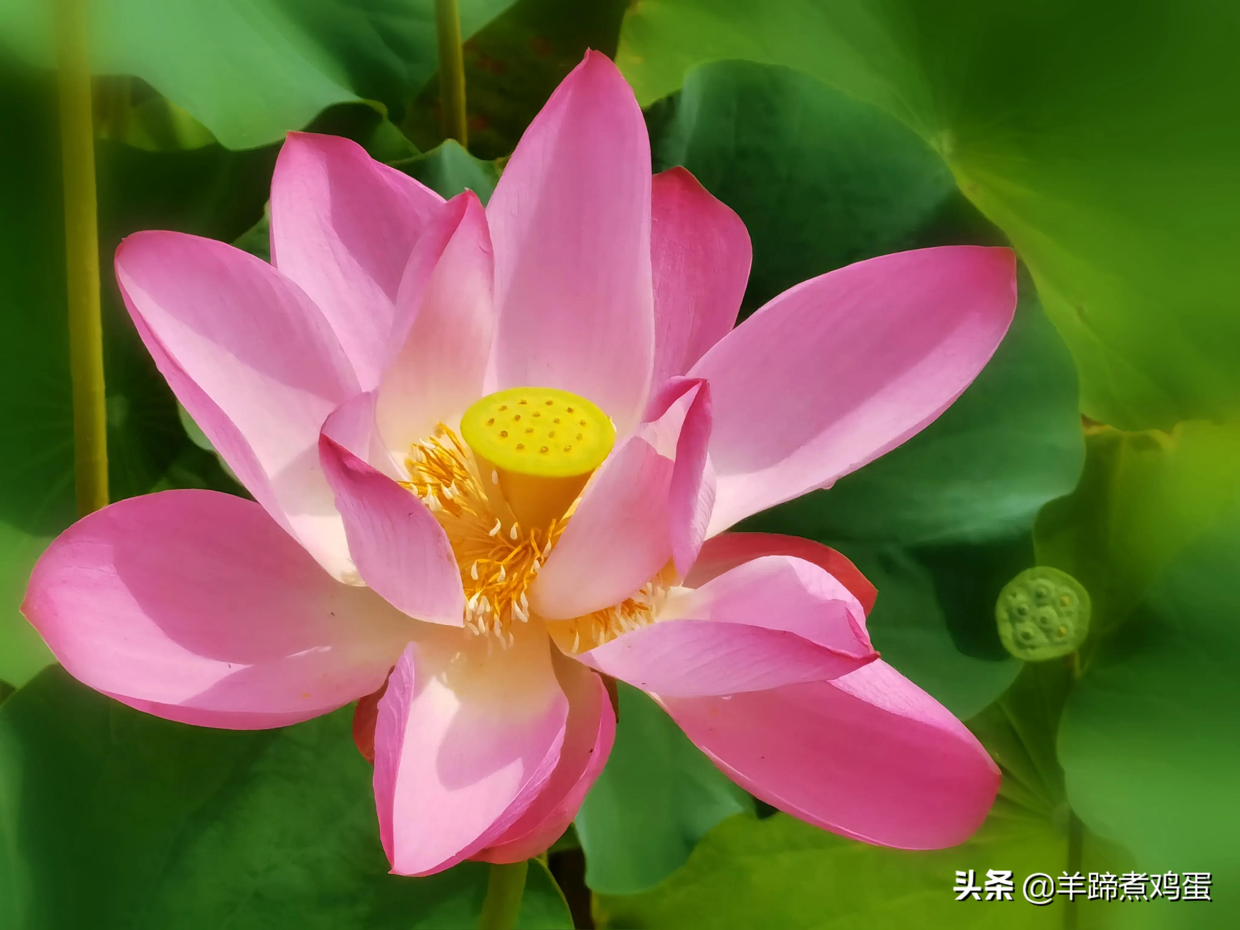 淫雨唤云行日隐耀霞红--雨后北京云空的美丽身影留下霞浓