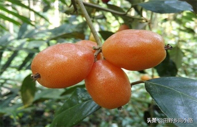 羊奶果适合什么地方种植（羊奶果的种植条件）