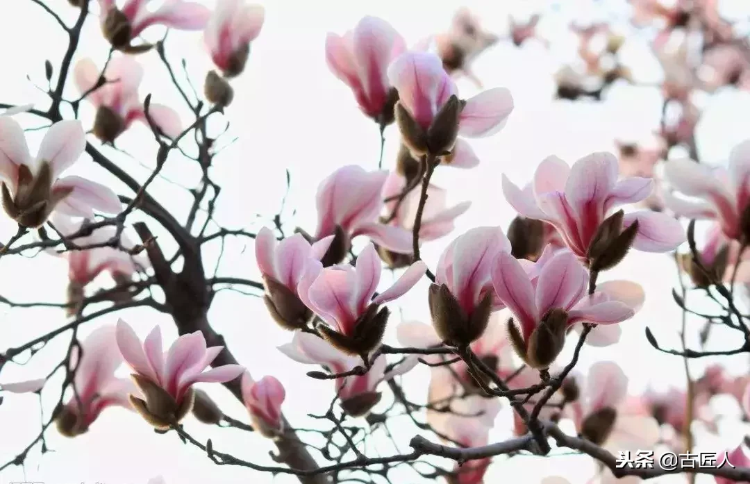 万紫千红的百花汇（百花汇中富含诗意的花）