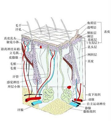 皮膚三大層五小層分解皮膚生理學基礎知識