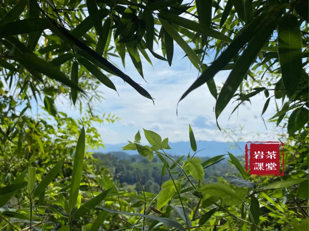 肉桂茶品牌排行（推荐3款最好喝的肉桂茶）