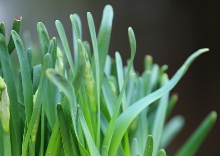 沁人幽香一一淡雅的水仙花（散文）