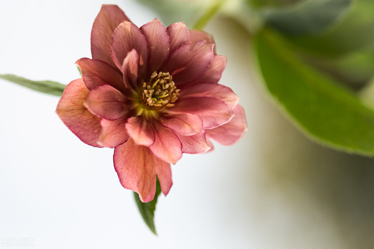 您的专属生日花是什么?花语来历,感兴趣的来看看!1-3月生日花