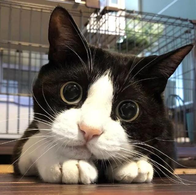 奶牛猫的性格特点（牛奶猫的六个性格特点）
