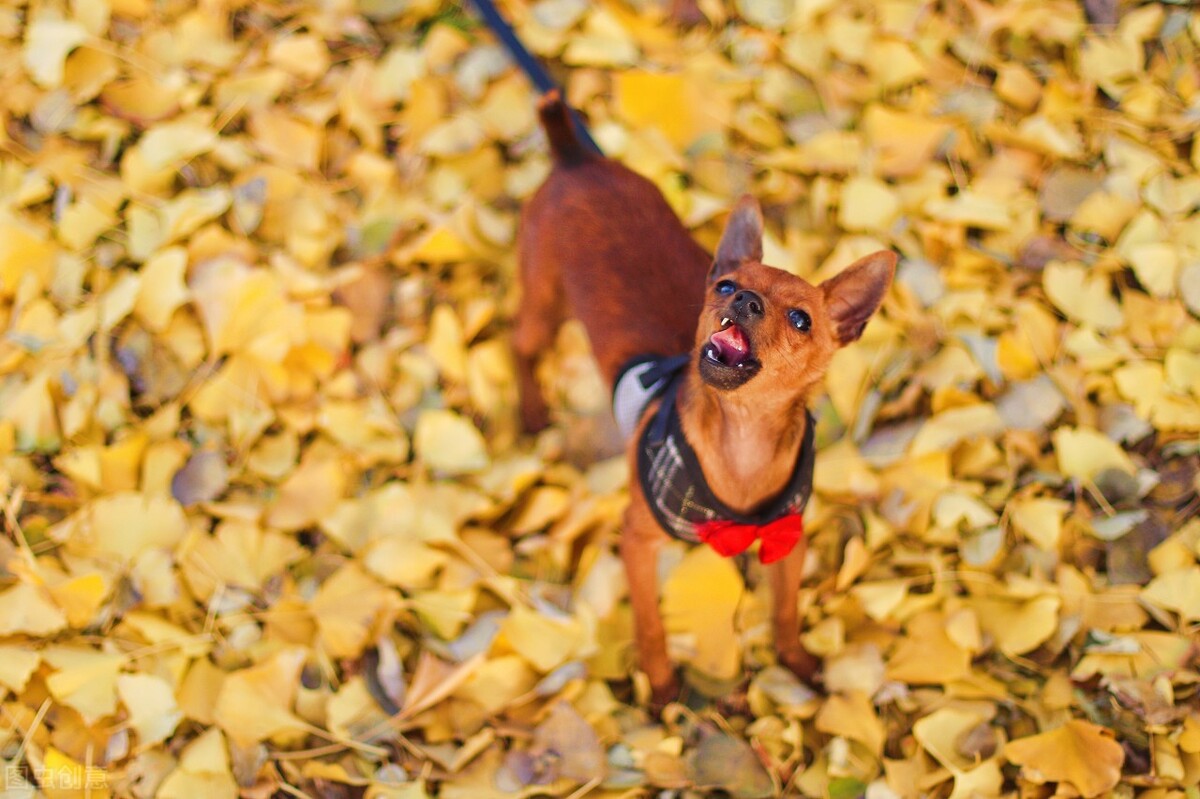 如何训练小鹿犬（小鹿犬的优缺点与训练方法）