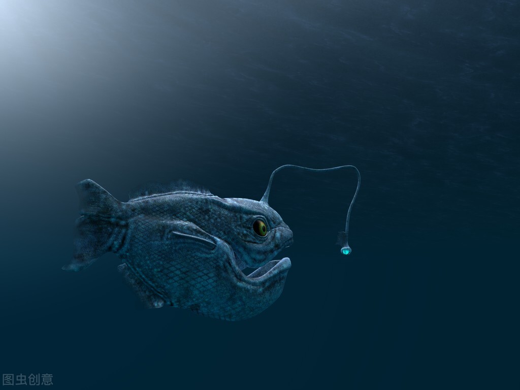 地球上唯一拥有不灭能力的琵琶鱼，死后也能完成交配，有多神奇？