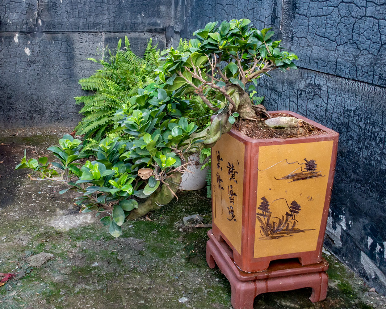 家里养榕树盆景好不好(五树进宅,人穷家败,哪五种树) - 123植物网