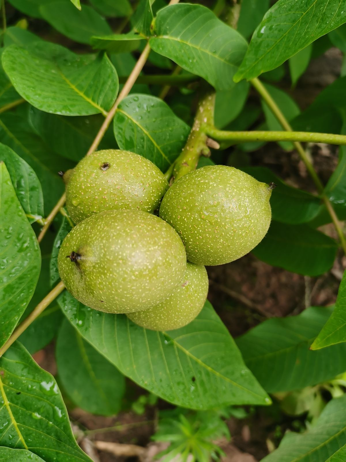 核桃是树上结的还是土里长（长在树上的4种食物）