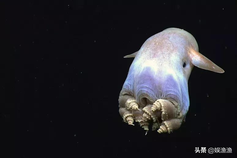 小飞象章鱼小飞象章鱼(grimpoteuthis)实际上是一组深海伞形章鱼的