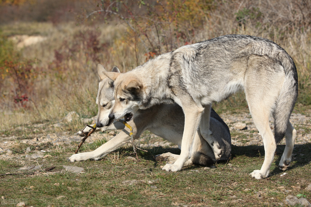 狼吃羊的故事视频寓意 _飞翔号