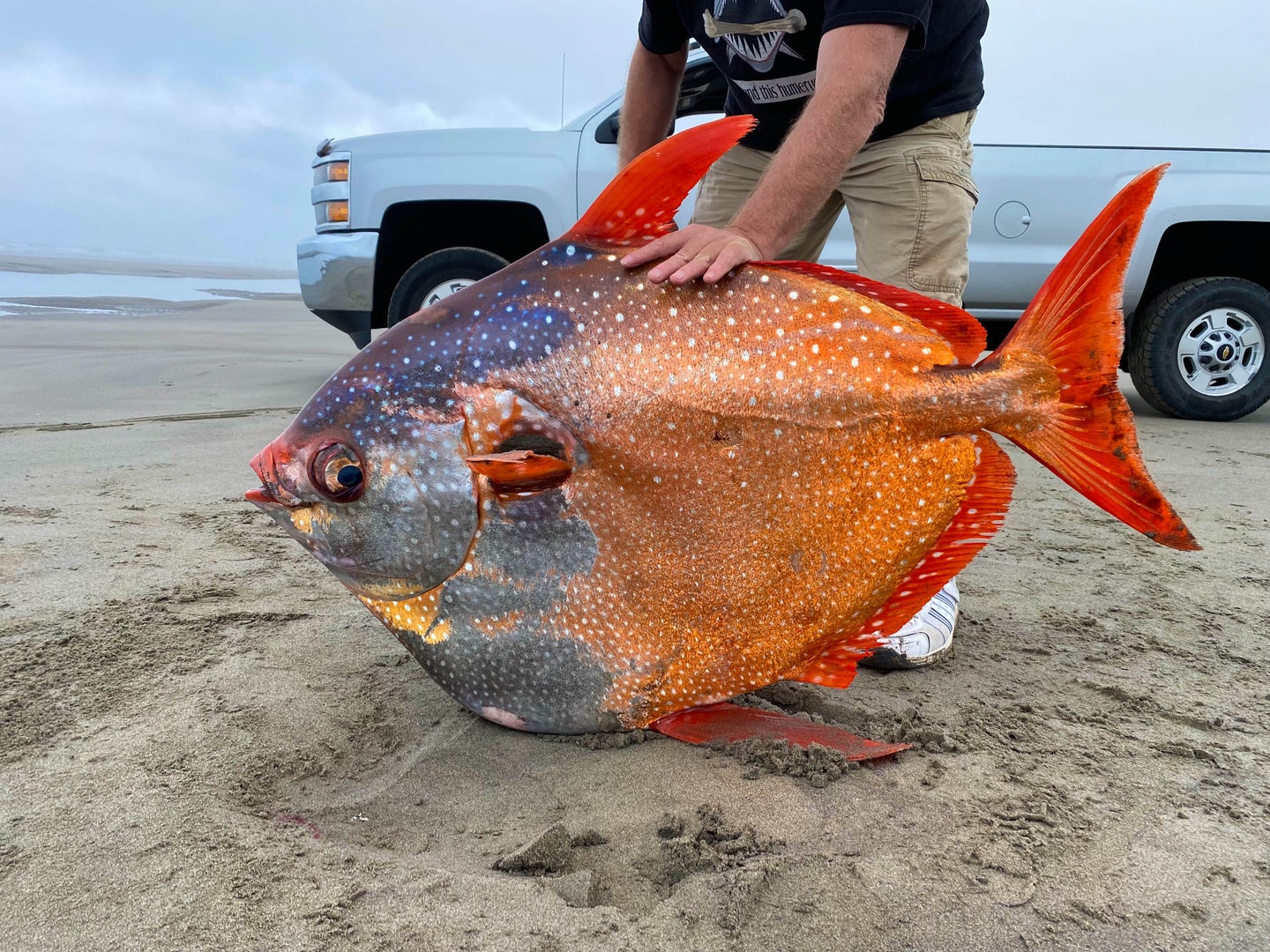 魚類會冷嗎？河流都結(jié)冰的冬天，魚類為什么很少被凍死？