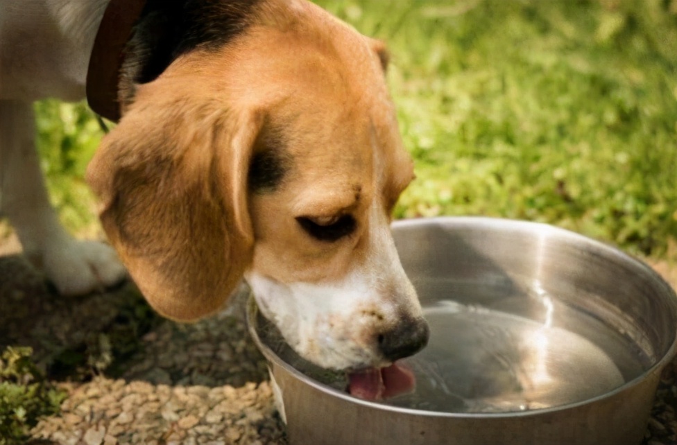 狗狗尿黄不只是喝水少，不及时发现可能会生病（附带解决方法）