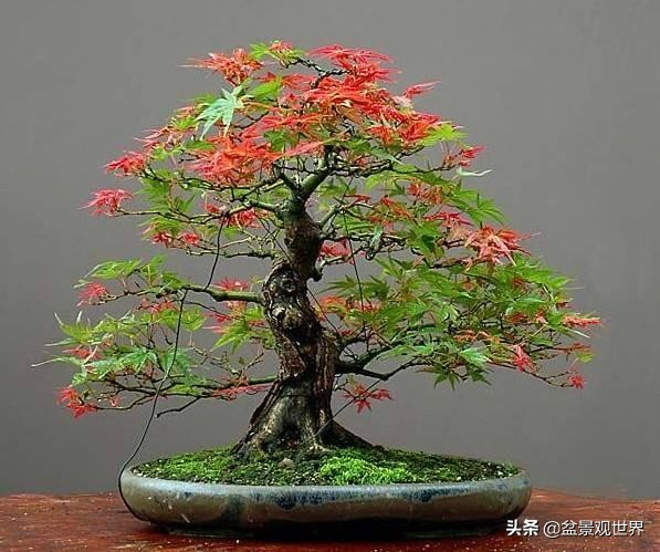 你知道盆景可以分为几类吗？