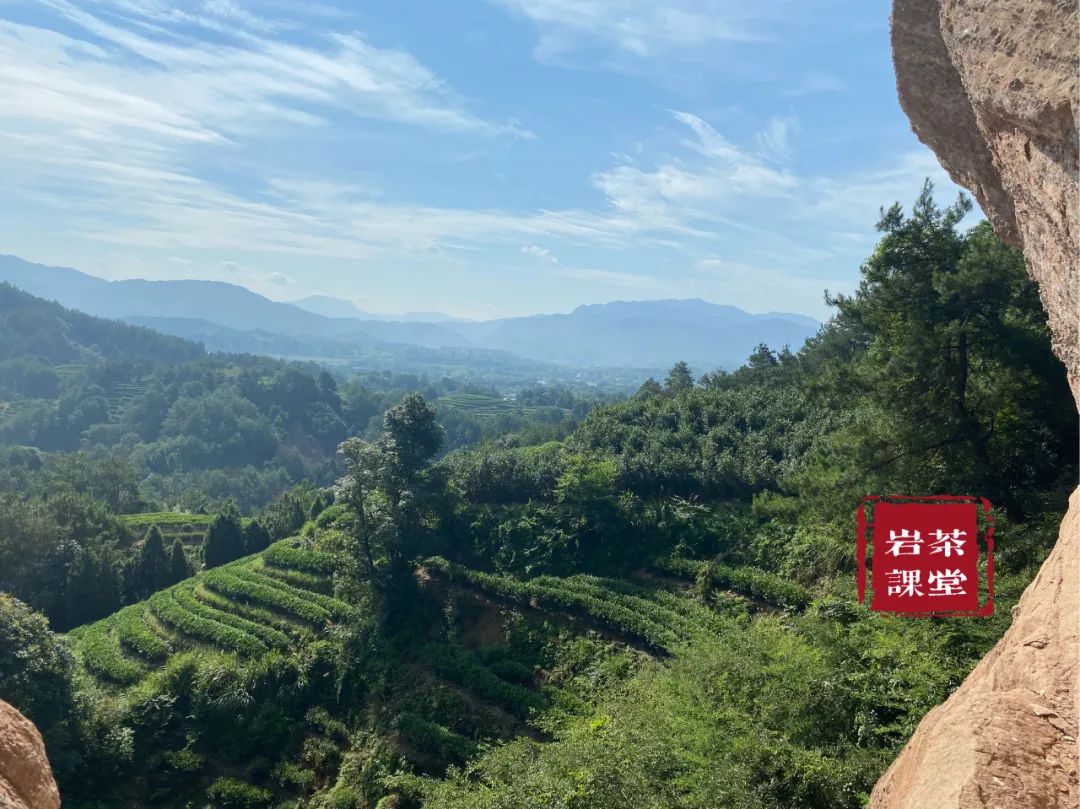 肉桂茶品牌排行（推荐3款最好喝的肉桂茶）