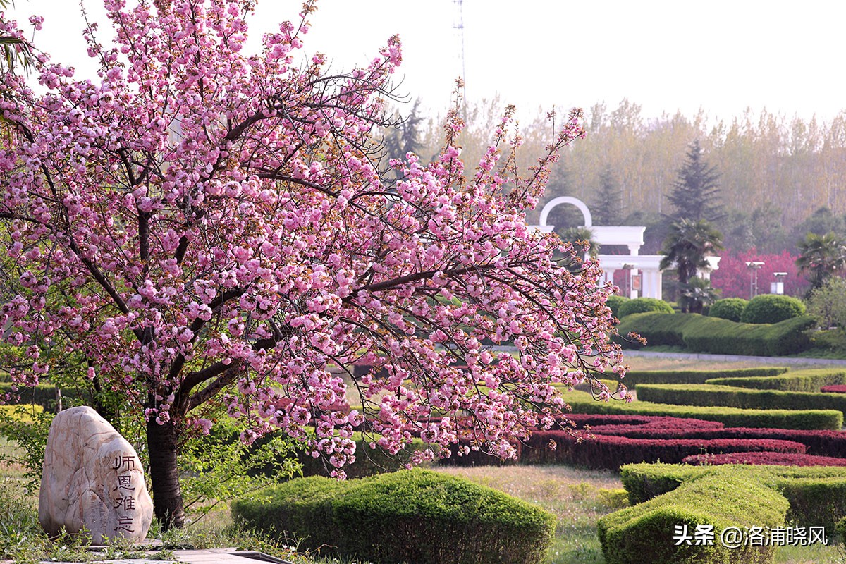 日本樱花文化（内涵揭秘日本樱花文化背后的冷知识）