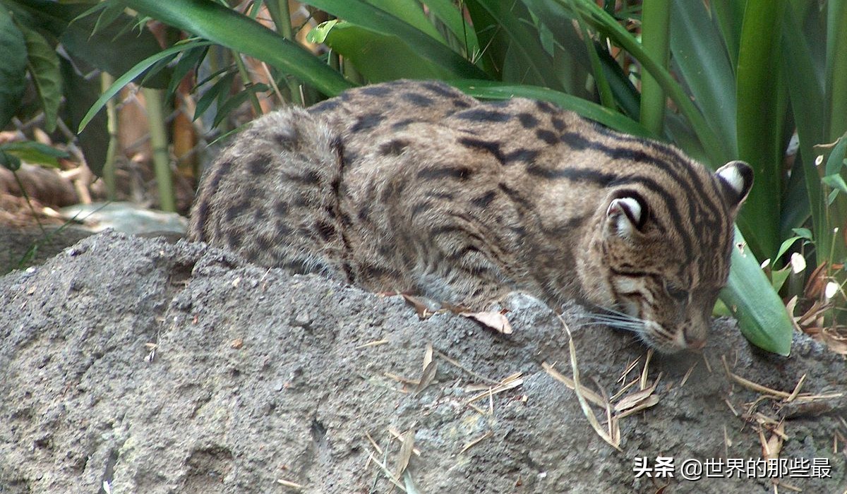 很多时候我们说起野生的猫科动物,基本上都会想到狮子,老虎等大型的