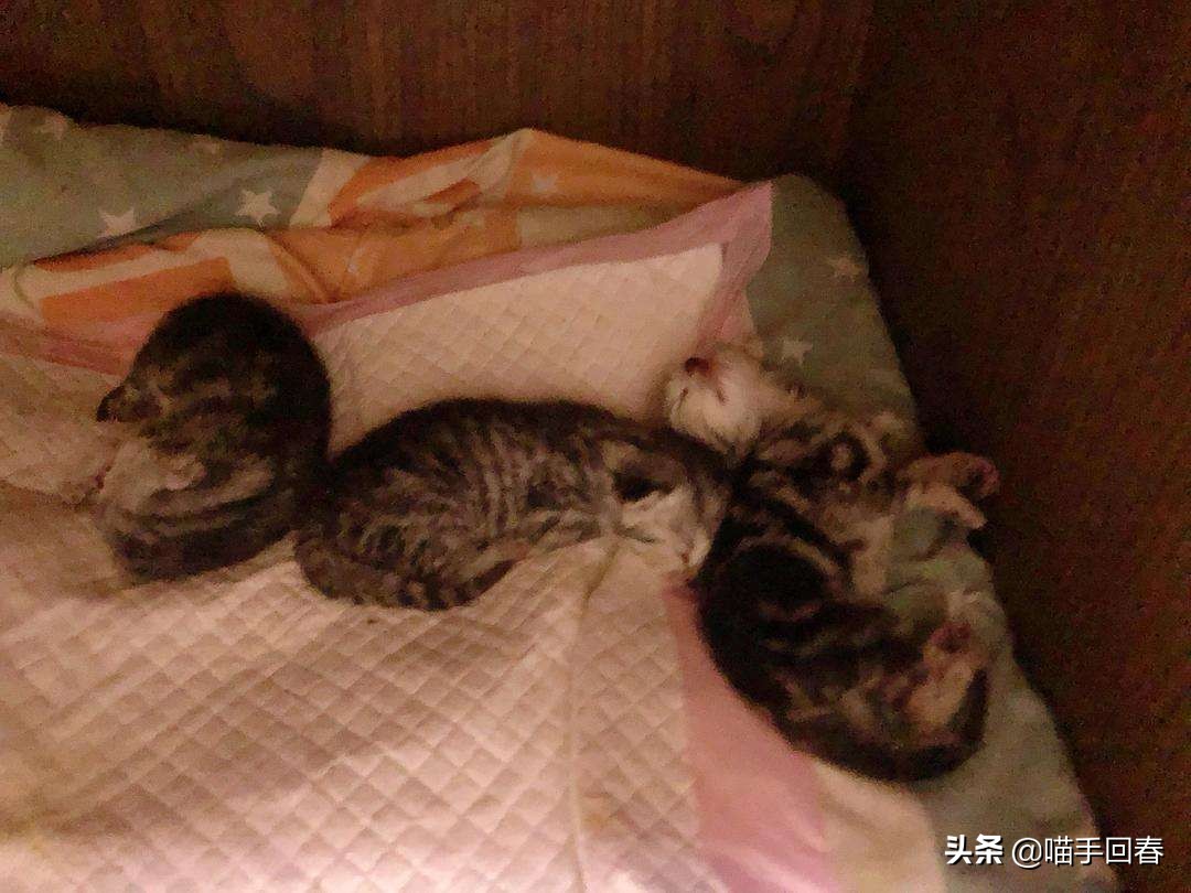 猫难产该怎么办？造成难产的原因又是什么？该如何预防和解决？